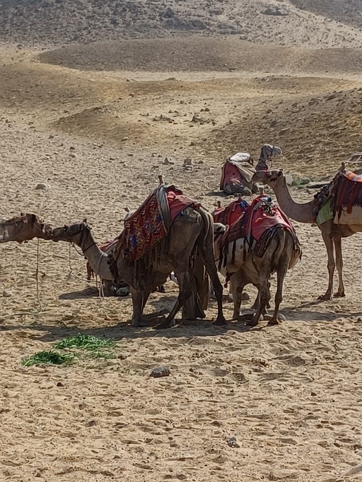 Camels
