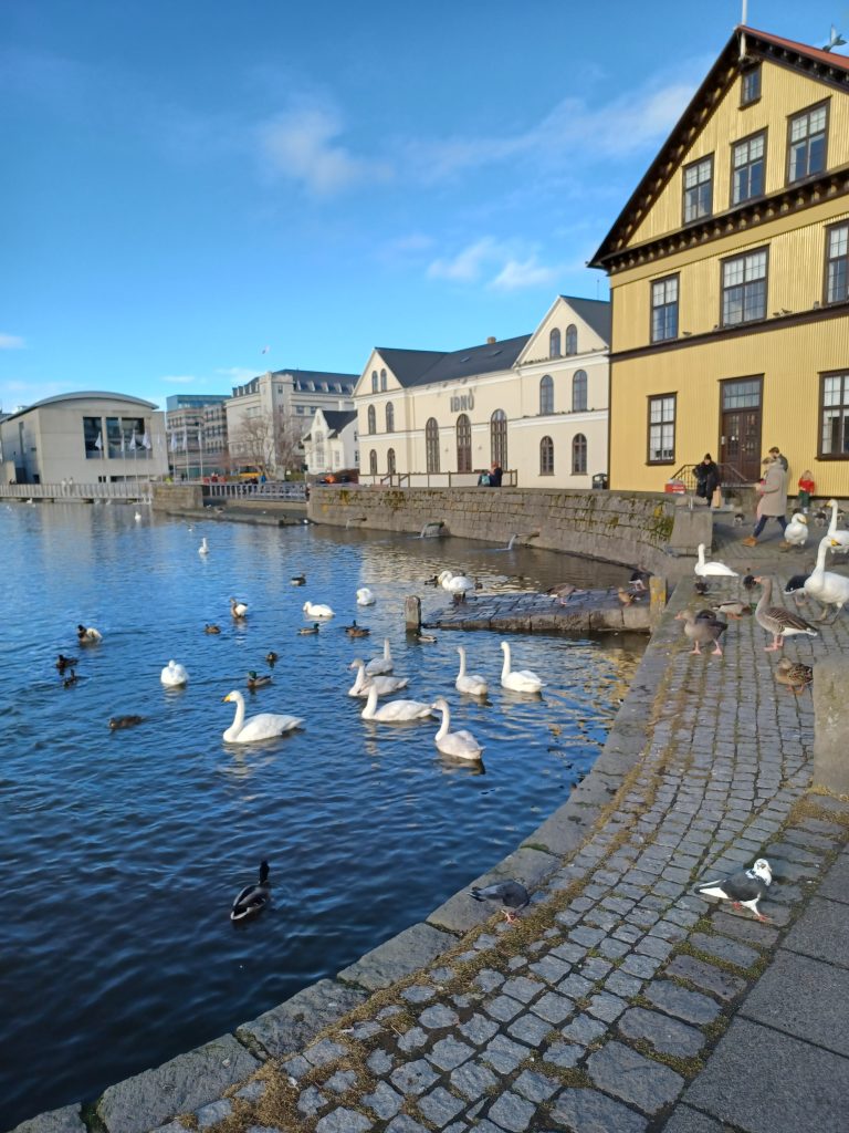 Feeding the birds on the Tjörn. City Hall