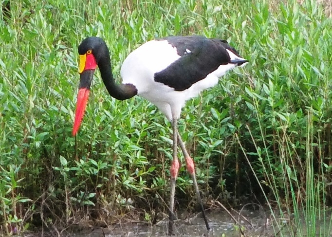Saddle-billed stork, Tanzania