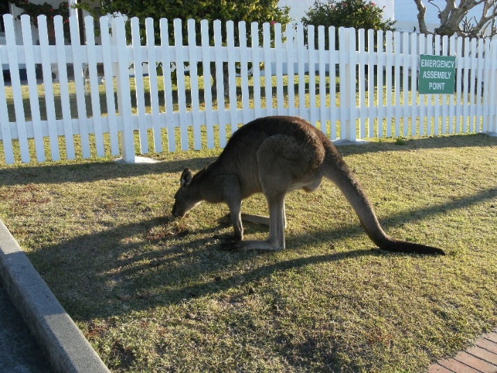 Kangaroo, Australia