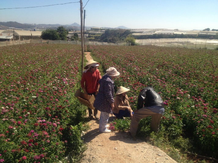 Dalat Flower Farm, Vietnam