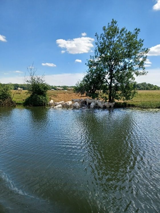 Charolais cattle, bank of the River Seille