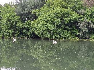 Swans on the creek, Ray-sur-Saône