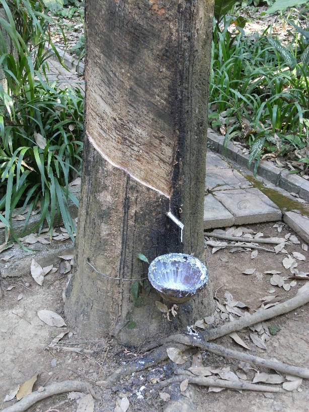 Rubber tree, China
