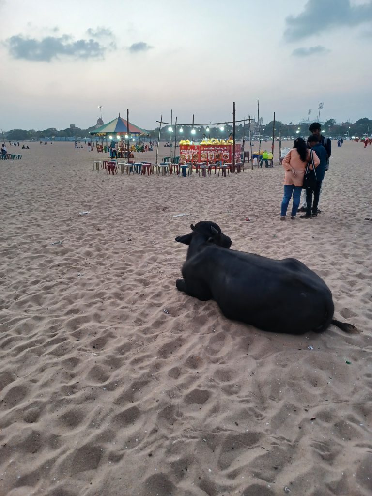 Holy Cow, Marina Beach