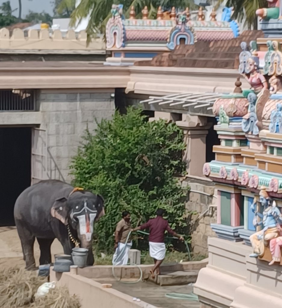Sacred Elephant, Ranganathaswarmy Temple
