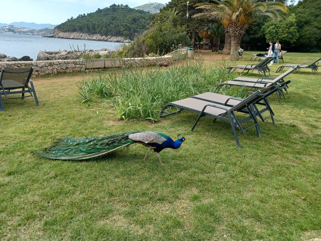 Peacock, Lokrum Island