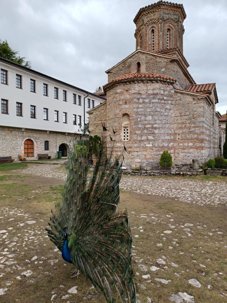 Peacock displaying in St Naum Monastery courtyard