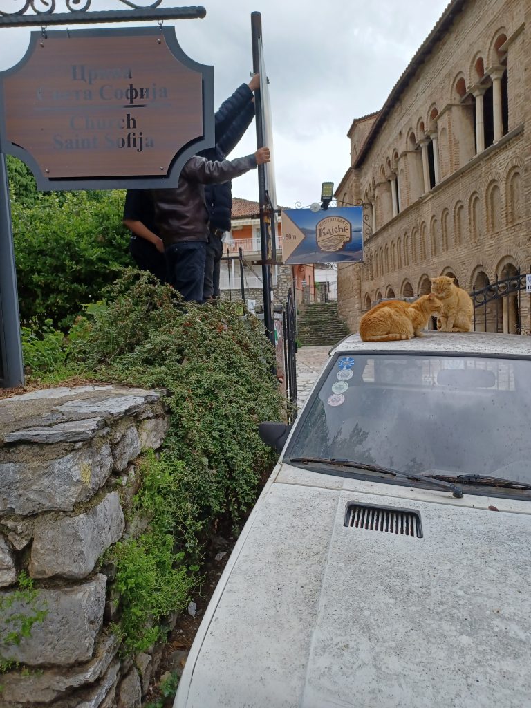 Ginger cats, Ohrid
