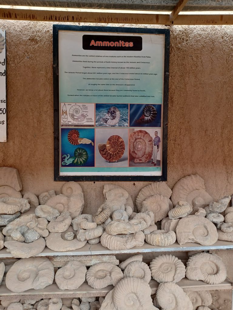 Ammonites