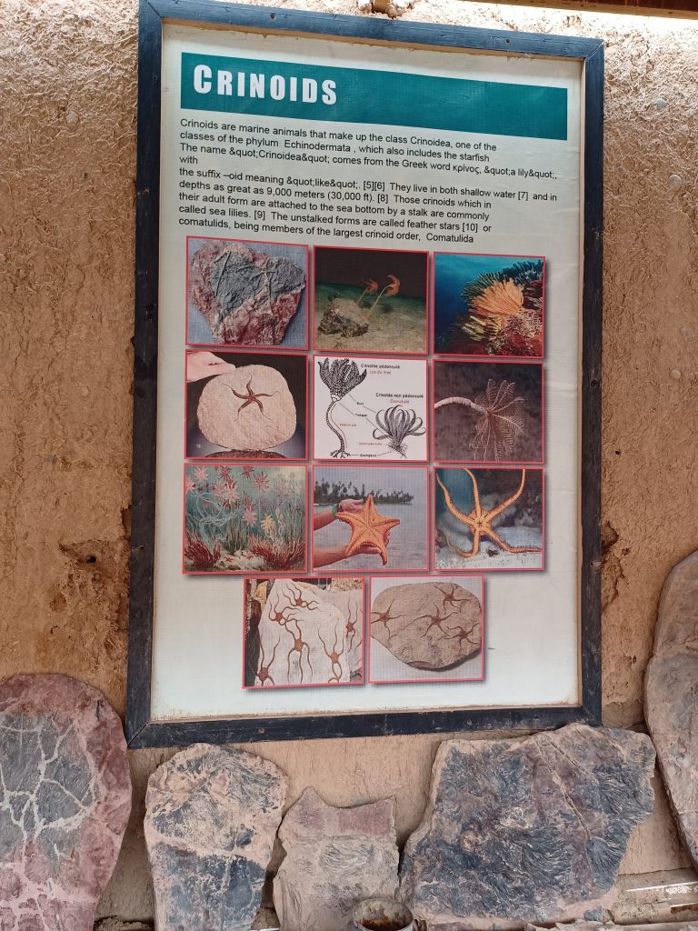 Crinoids