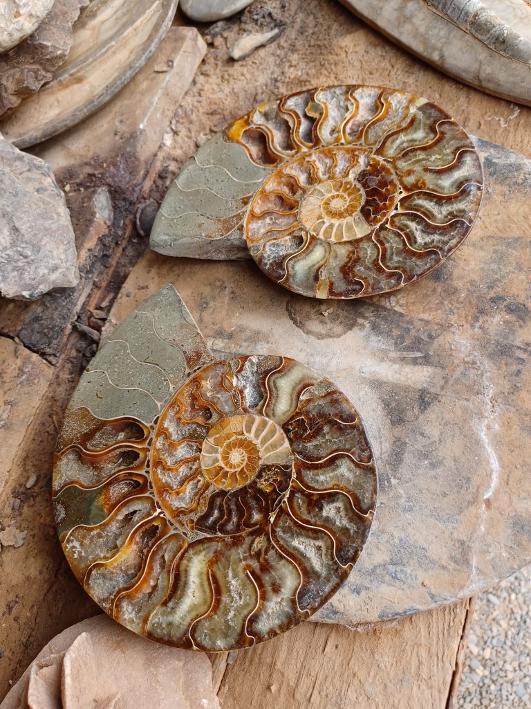 Polished ammonites