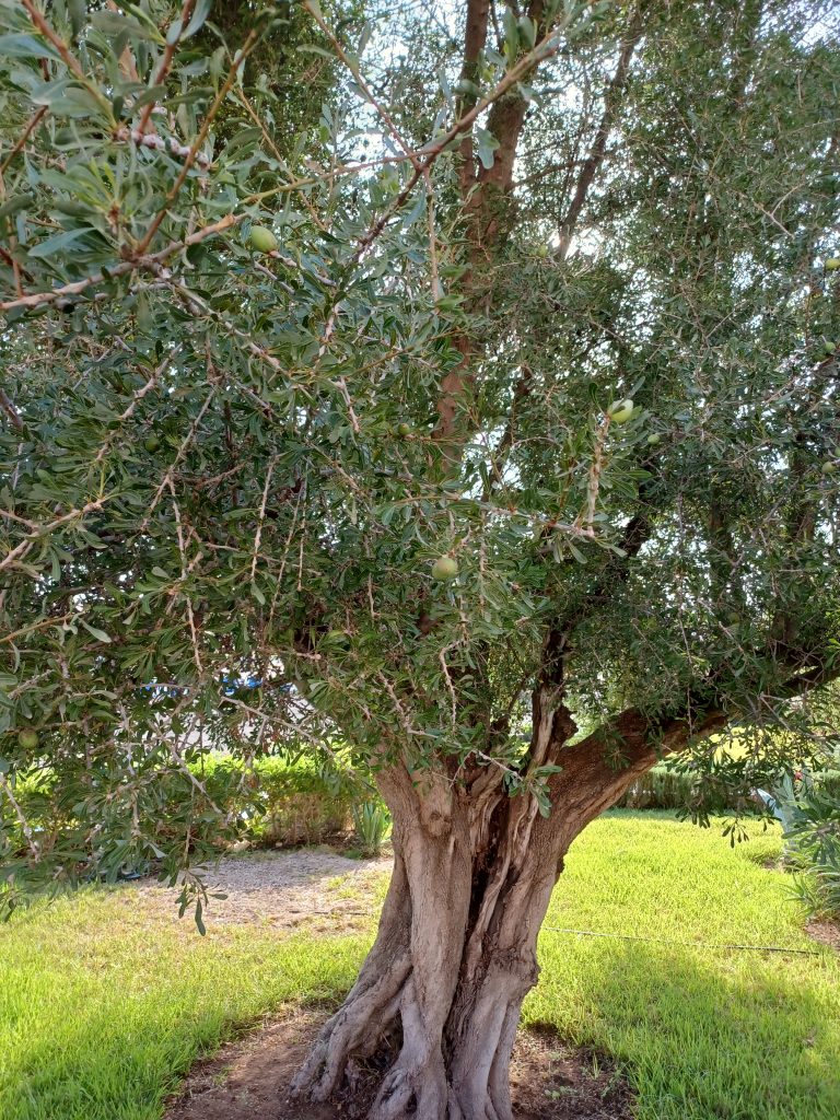 Argan Tree