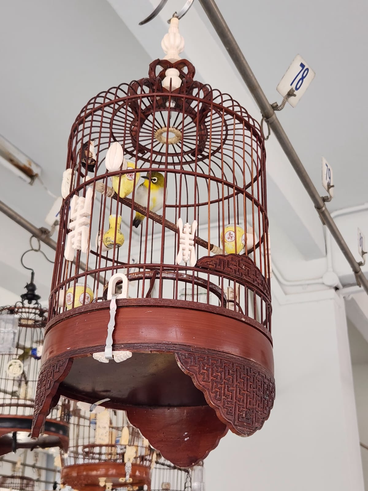 Oriental White Eyes in Cages