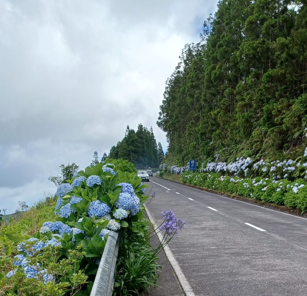 Blue flowers line the roads, Sao Miguel