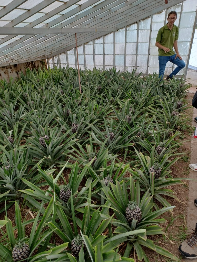 Guided tour of  Santo Antonio Pineapple Plantation,  Lagoa