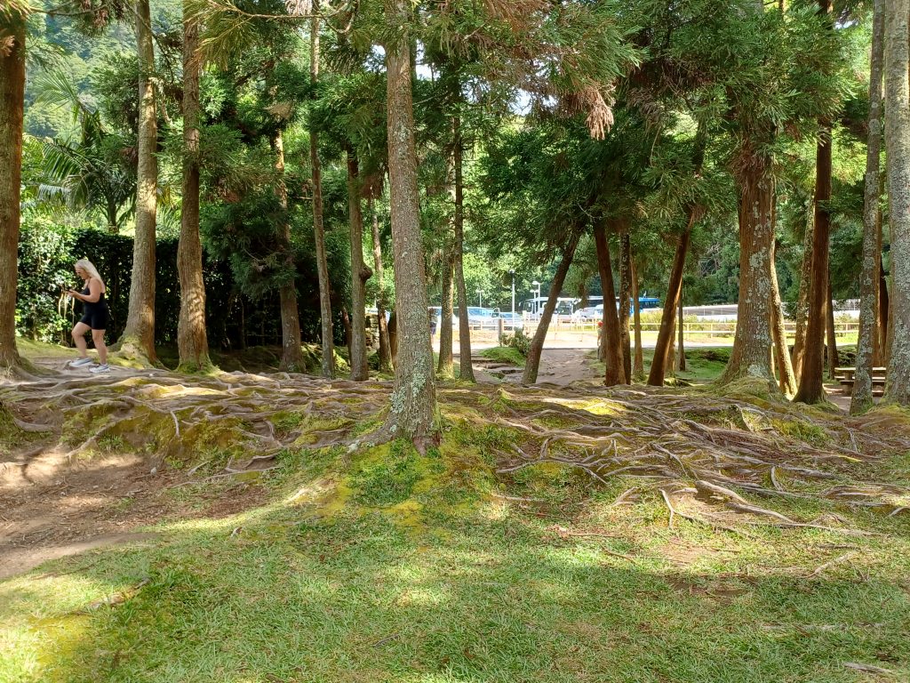 Furnas geothermal area: Tree roots on the surface