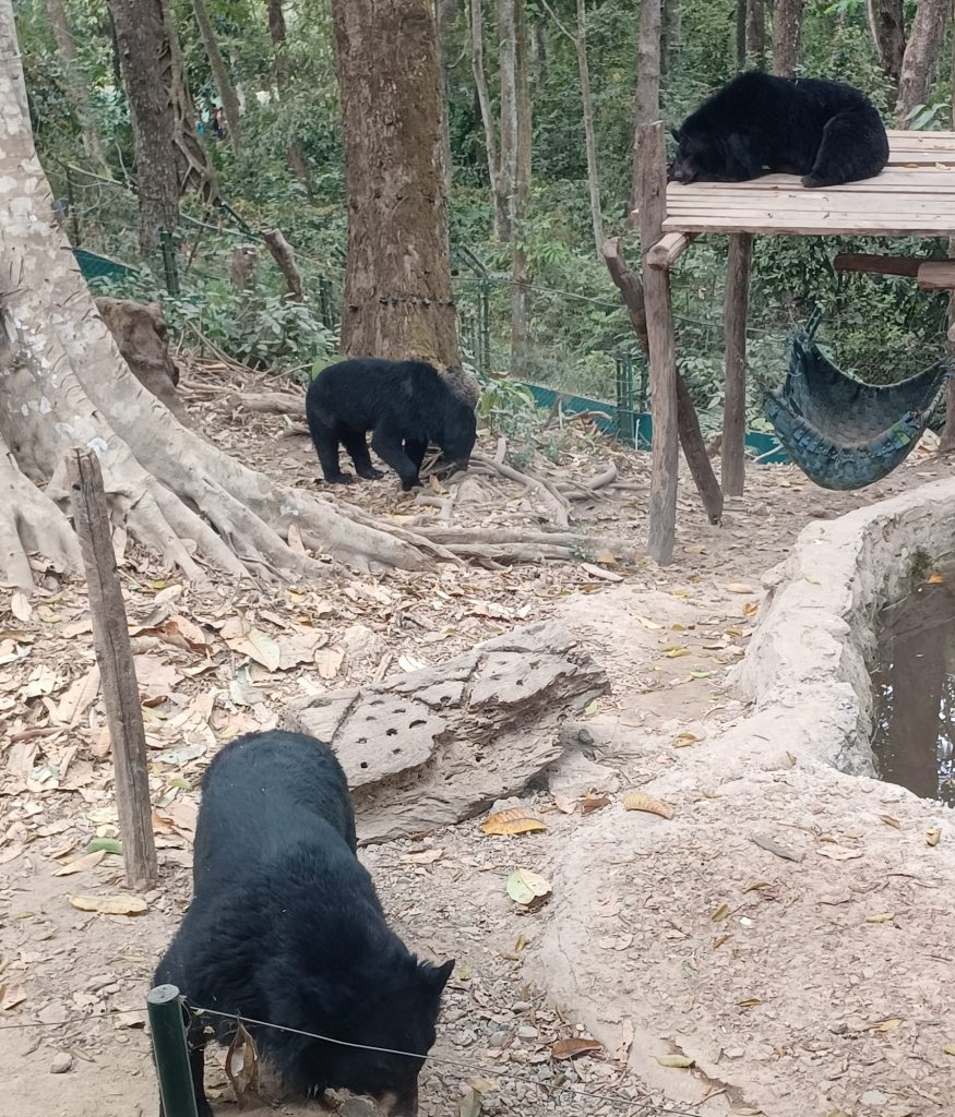 Moon Bears, Rescue Sanctuary, Kuang Si Waterfalls