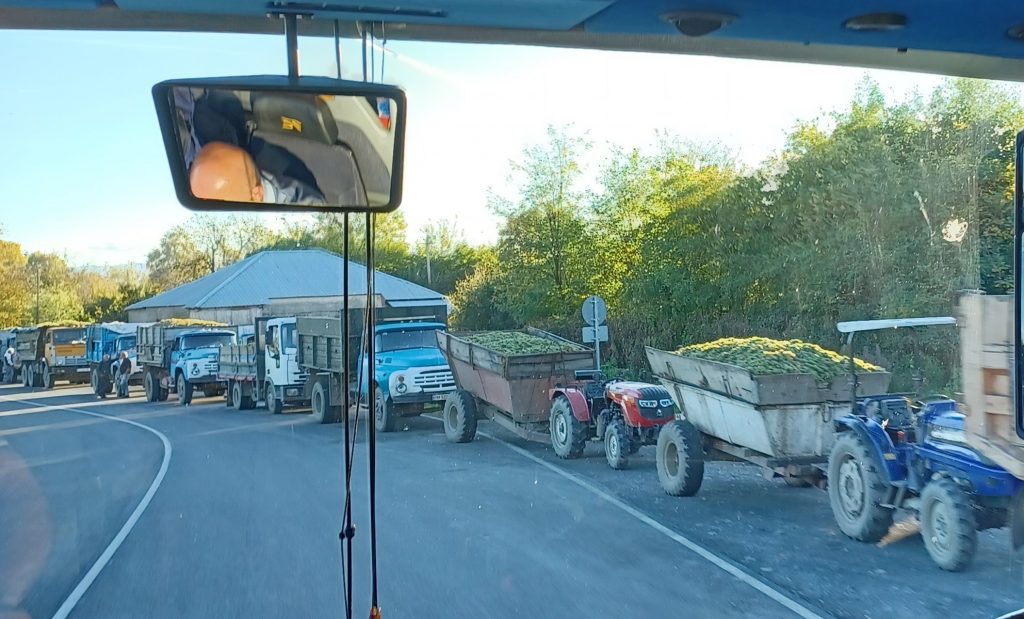Trucks loaded with grapes, Kakheti