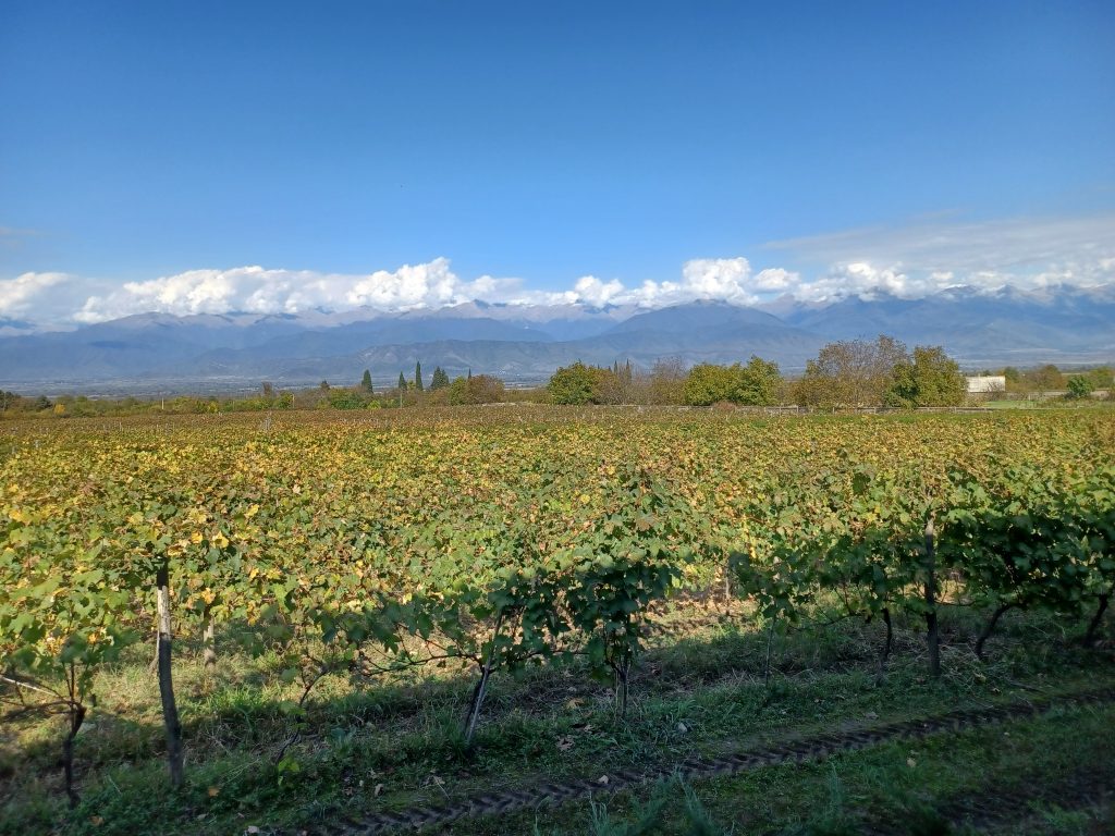 Vineyards, Tsinindali Estate, Kakheti
