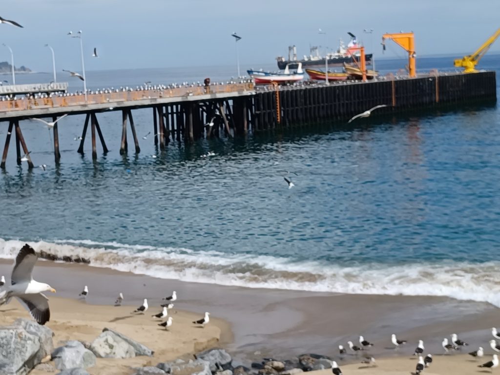 Dominican gulls, Valparaiso beach