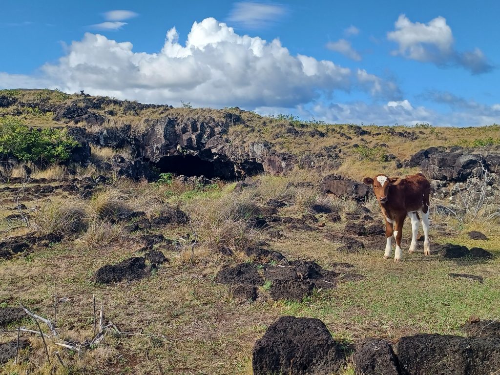 Calf near lava tube cave, Ana Te Pahu