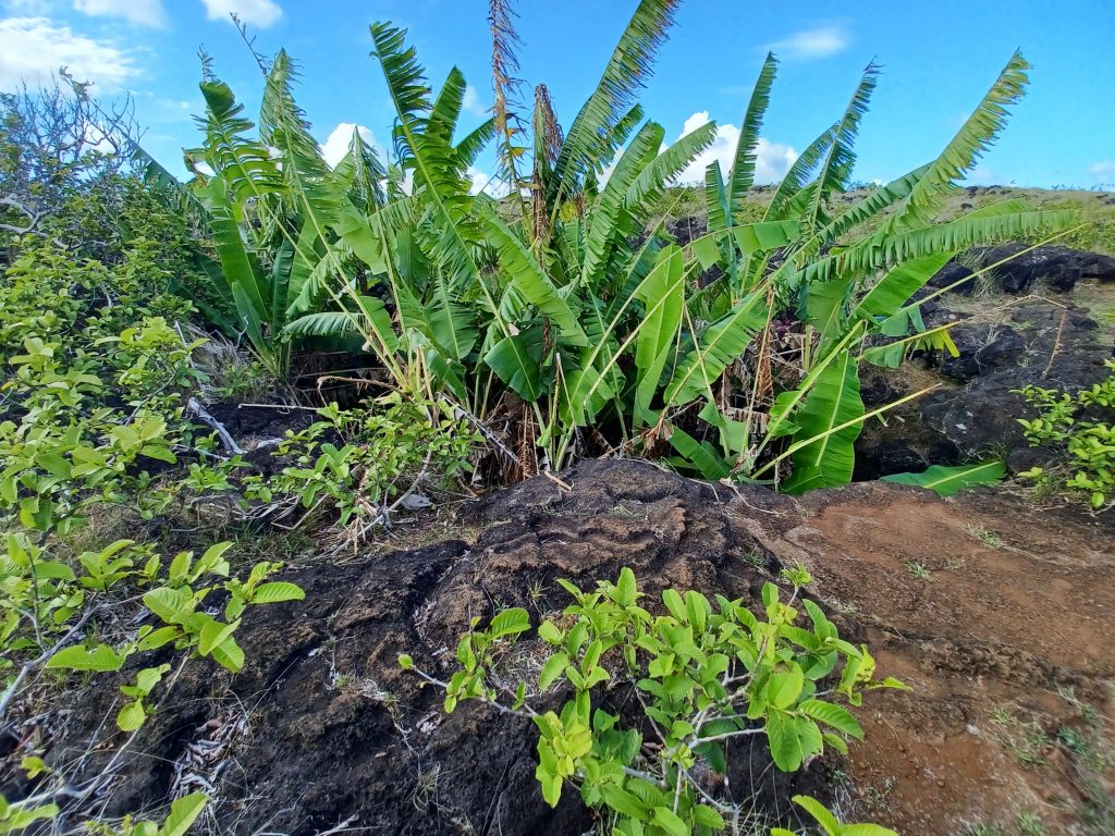 Bananas growing in lava tube, Ana te Pahu