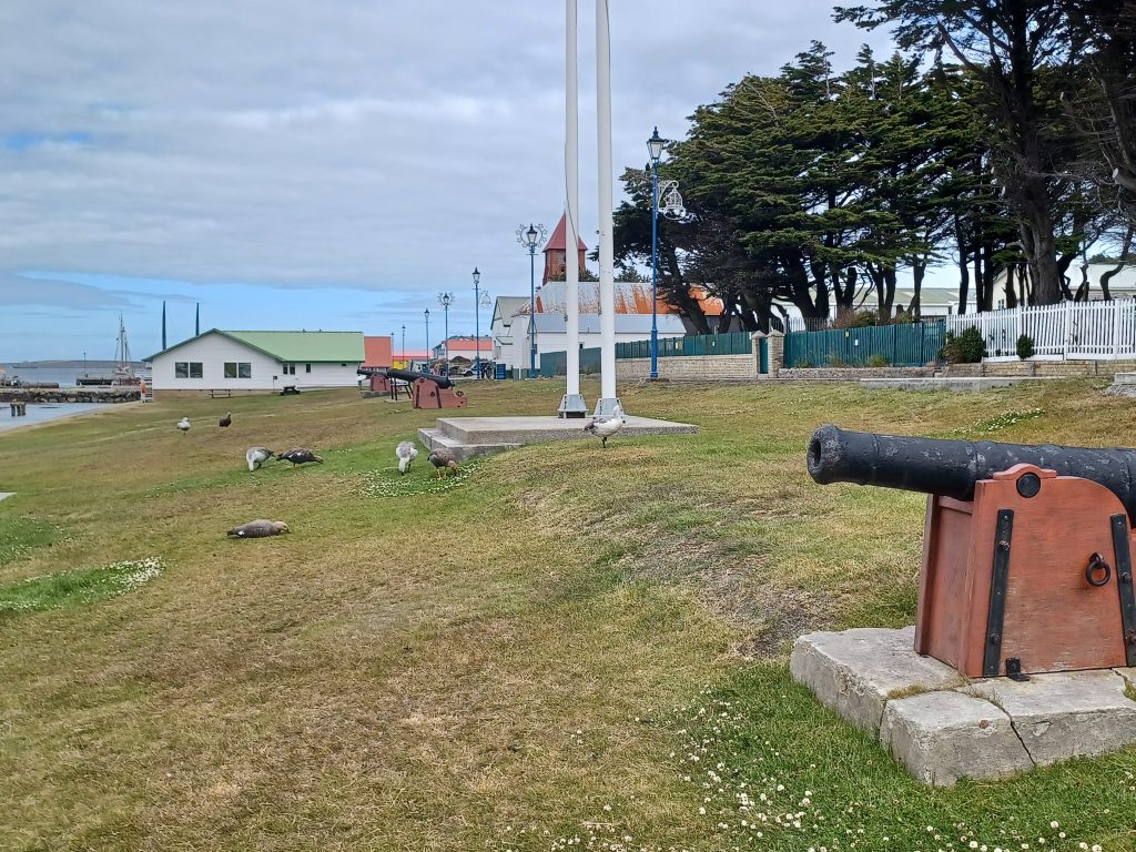 Victory Green with upland geese, Port Stanley