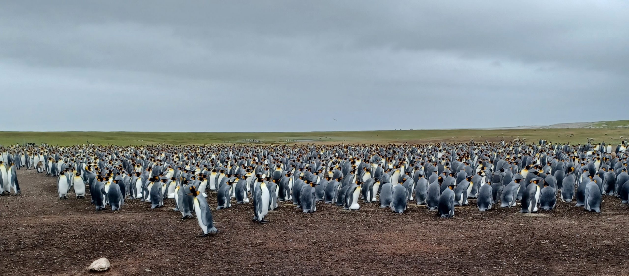 The Falkland Islands, Part 1
