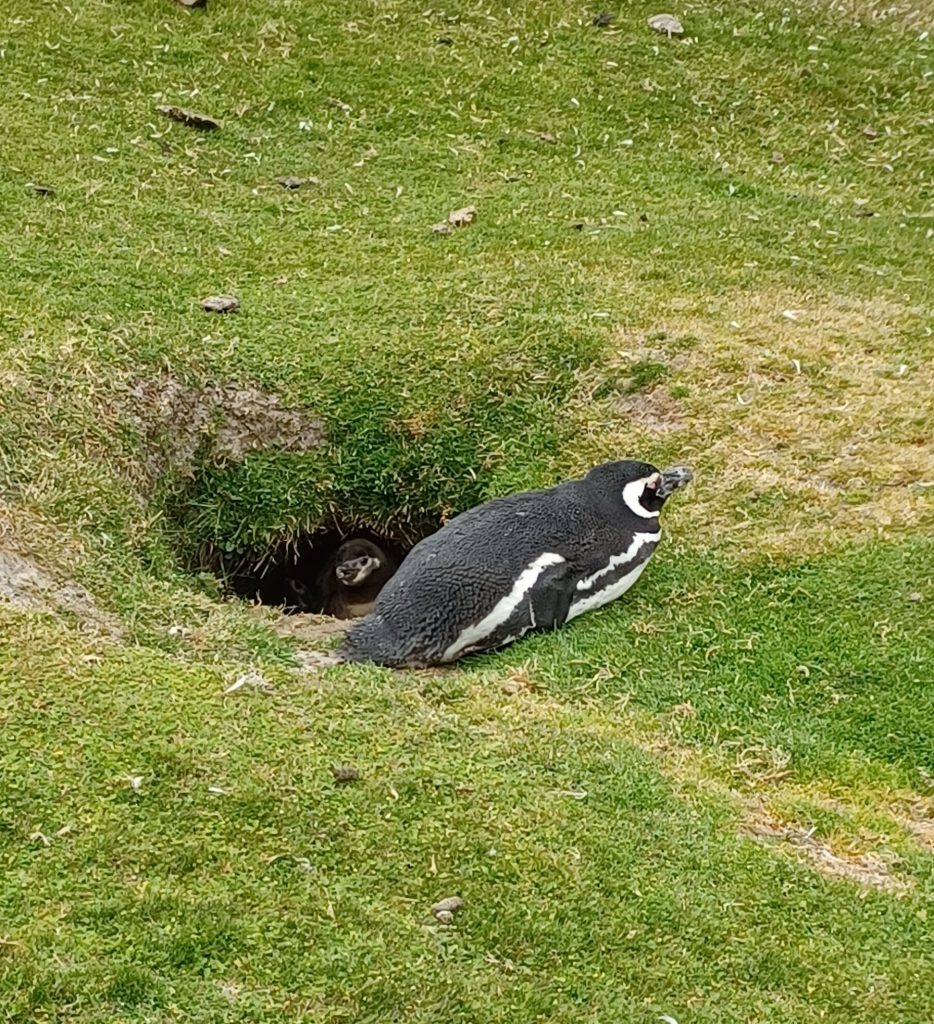 Magellanic penguin with chick in burrow