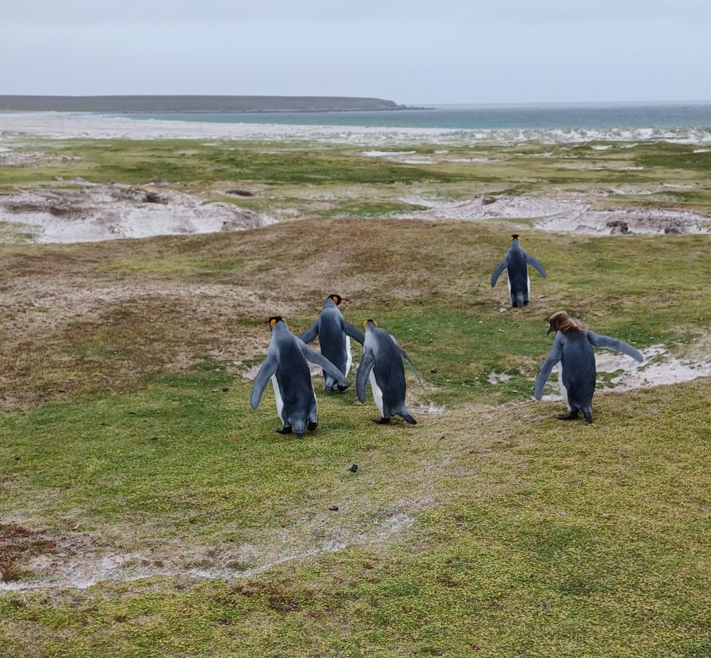 King Penguins heading for the beach, Volunteer Point