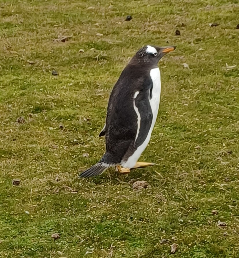 Gentoo Penguin, Volunteer Point