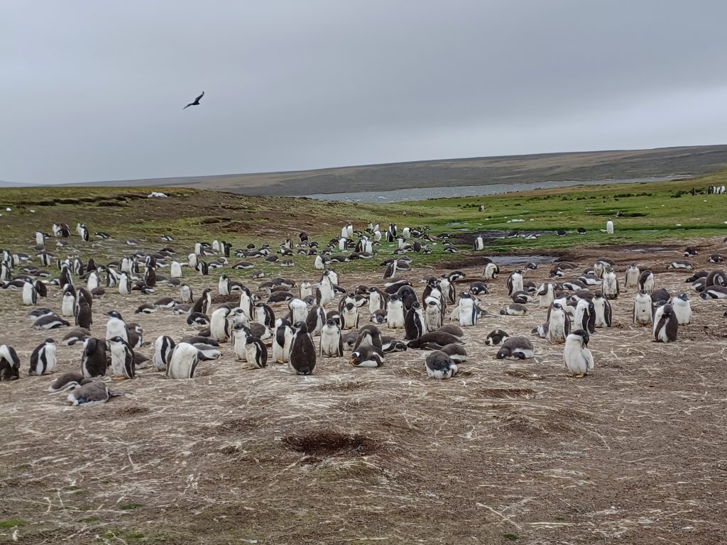 Gentoo Penguins with Falkland Skua overhead