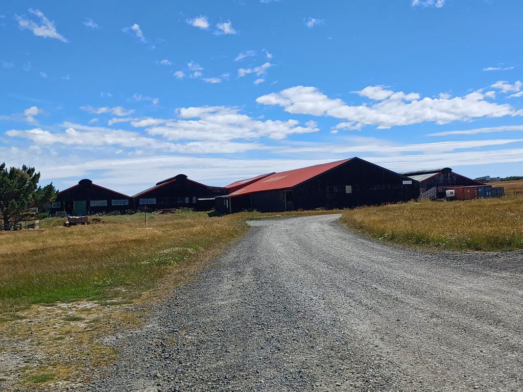 Sheep Shearing Shed, Goose Green