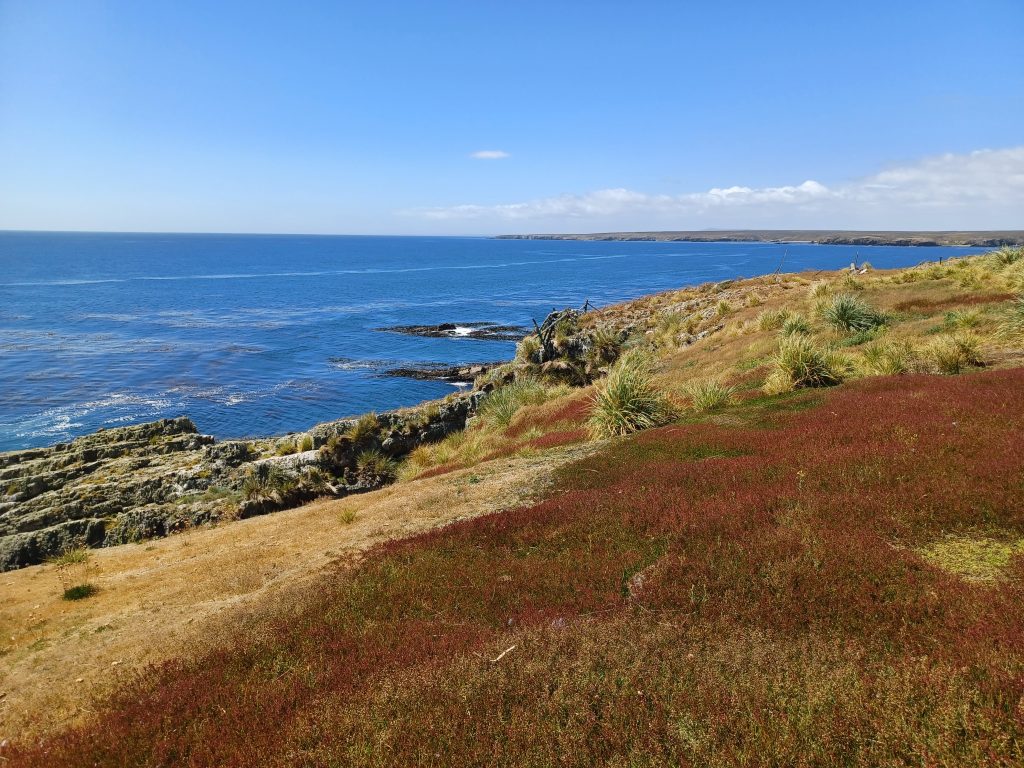 Sorrrel and Tussac, Cape Bourgainville