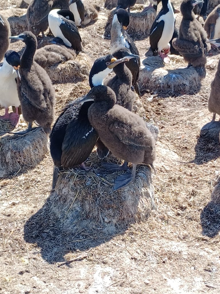 Imperial Shag with chick