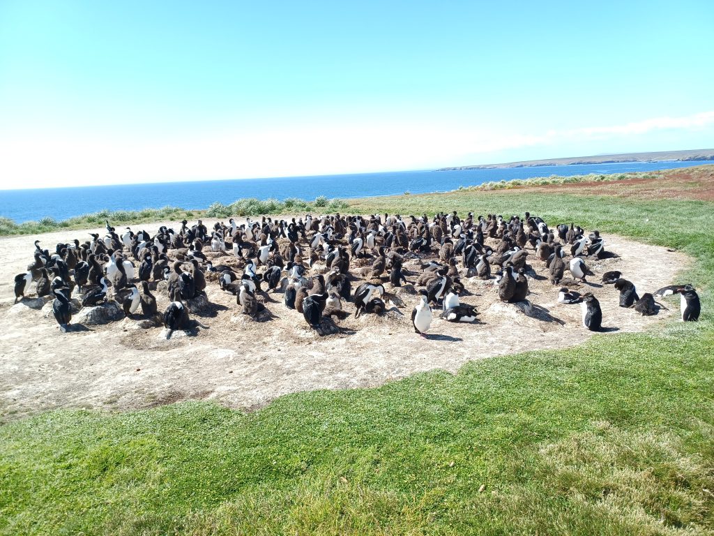 Rockhoppers and Imperial Shags, Cape Bougainville