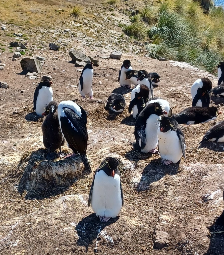 Rockhopper Penguins and Imperial Shags, Cape Bougainville