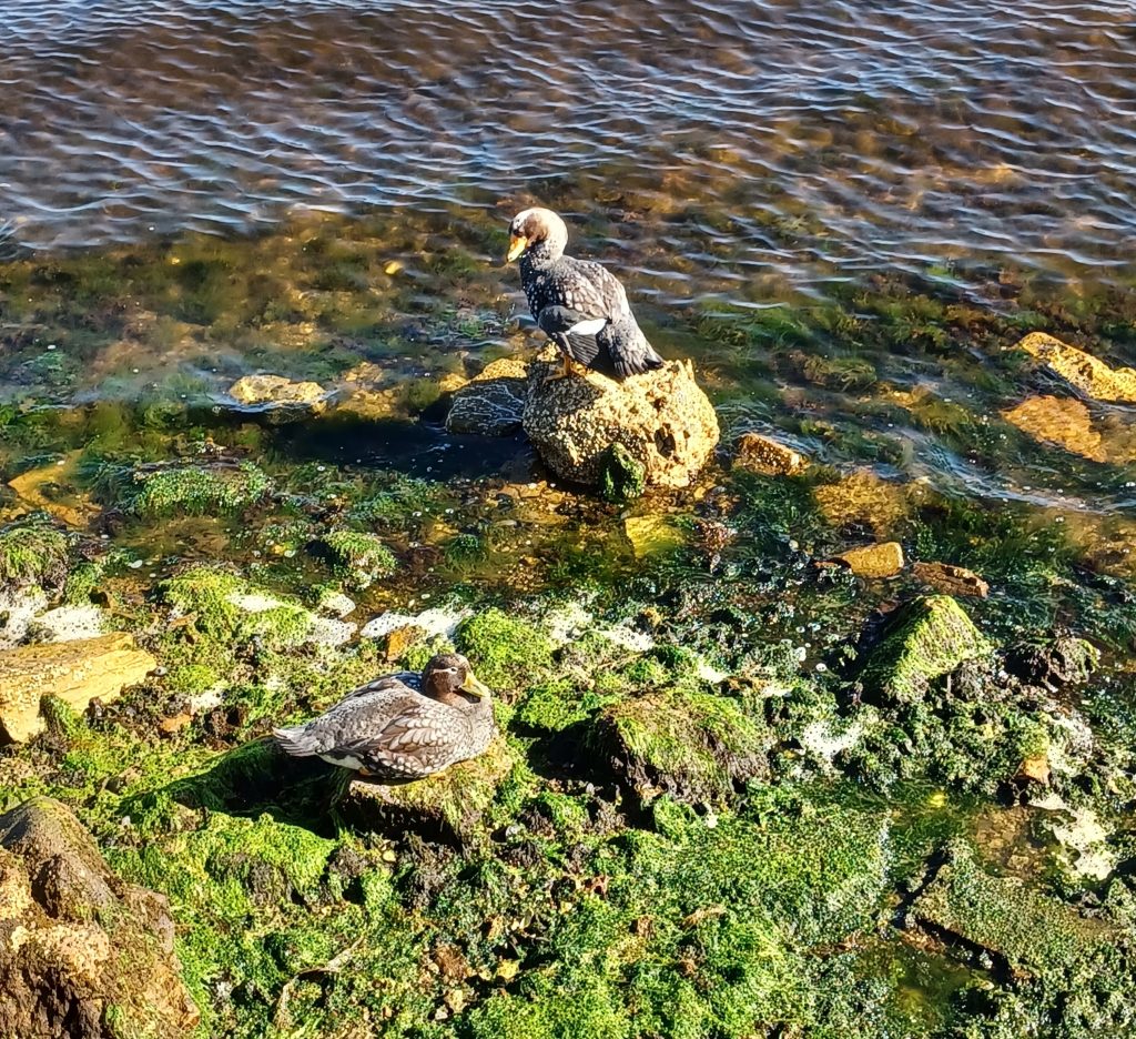 Falklands Steamer Duck