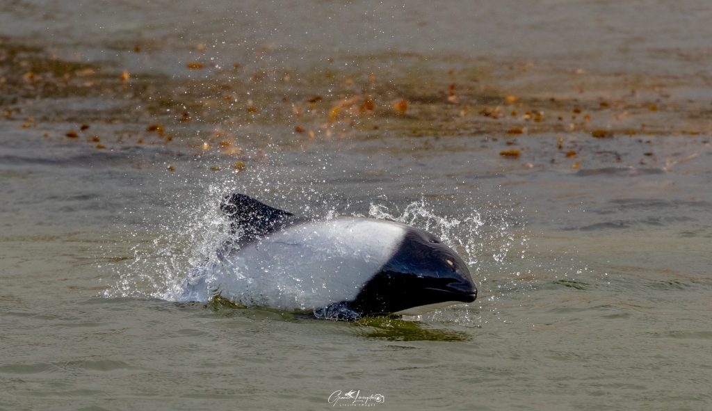Commerson's Dolphin, taken by Graeme Livingston, LivLife Images