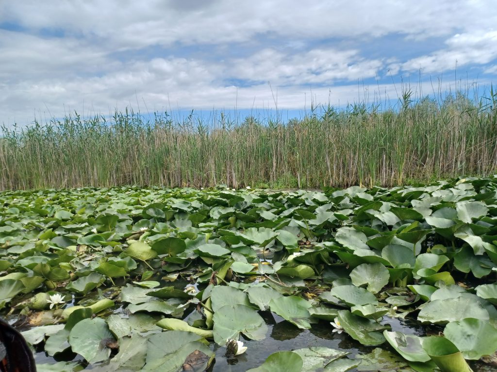 Reeds and Water Lilies, Danube Delta