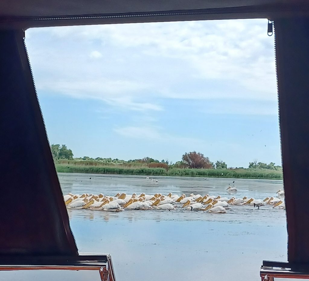 Pelicans, Danube Delta