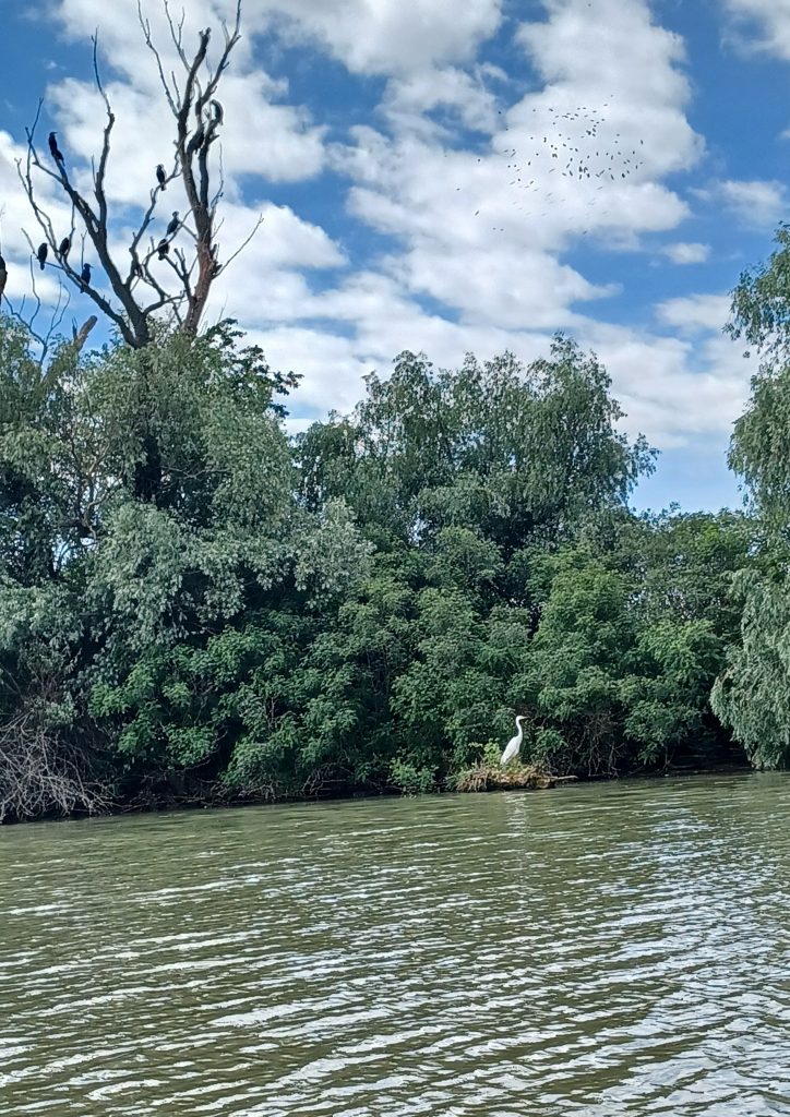 Cormorants and Egret, Danube Delta