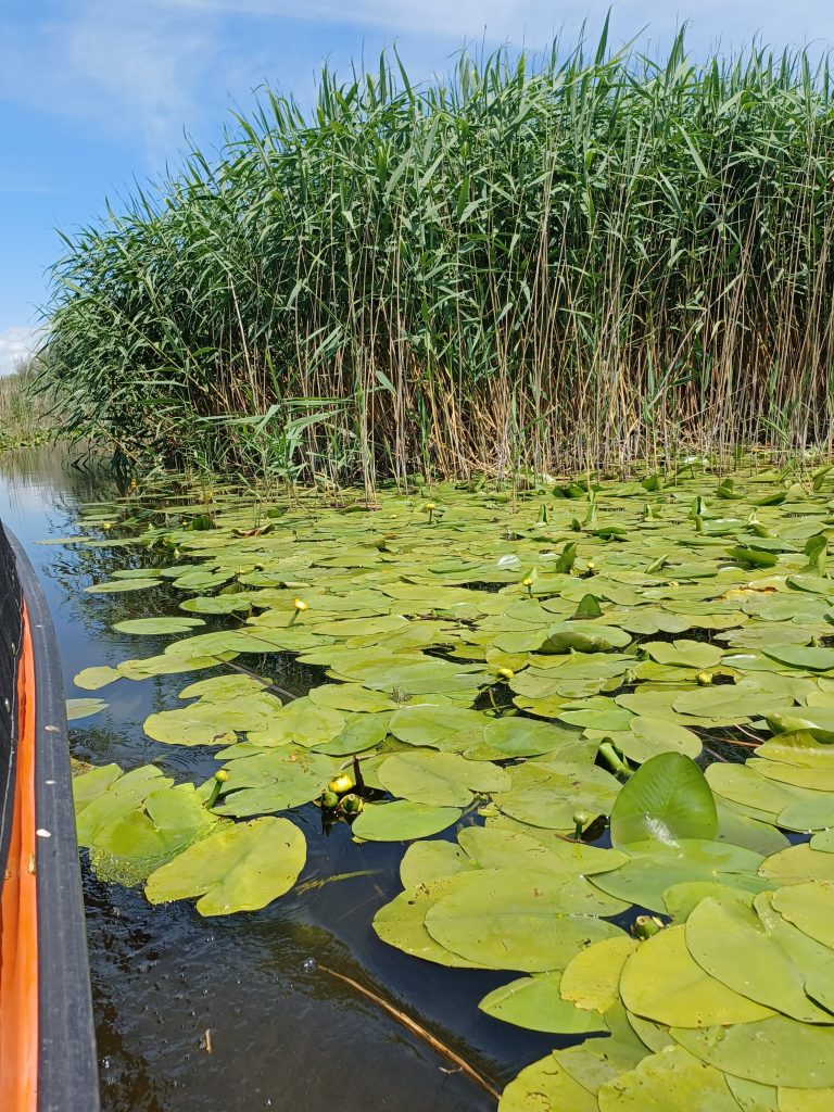 More Reeds and more Water Lilies, Danube Delta