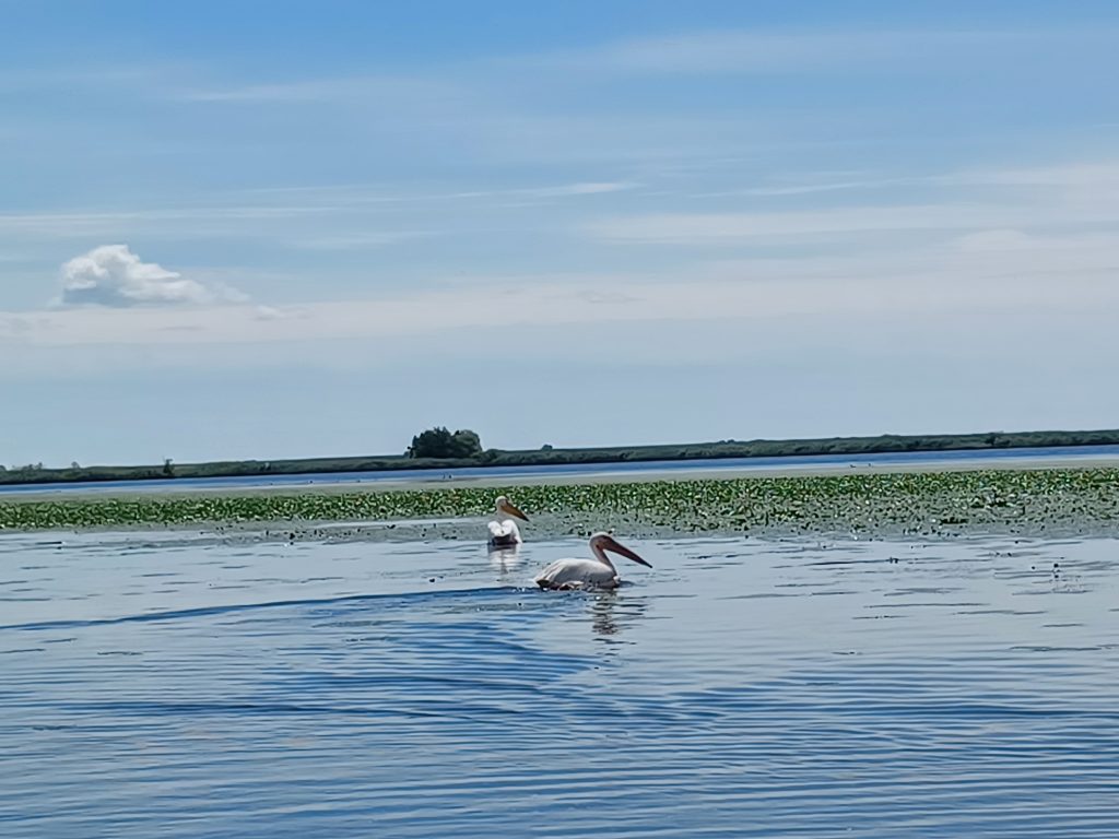 Pelicans, Danube Delta