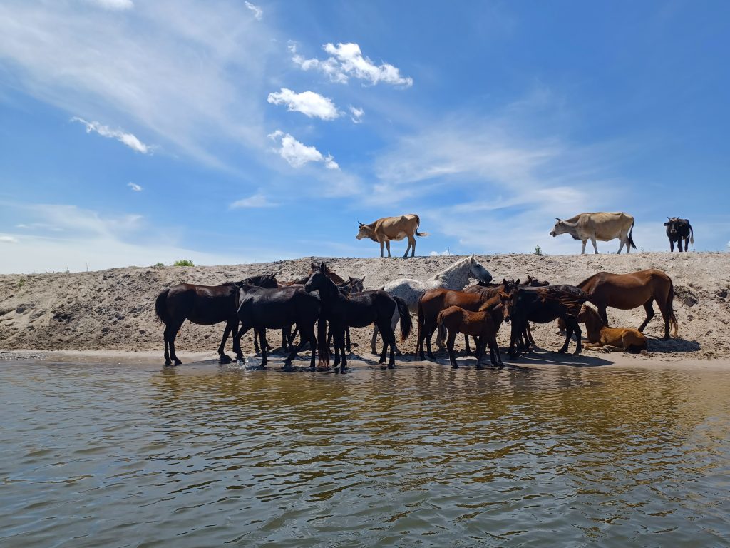 Cows and wild horses coming down to drink, Danube Delta